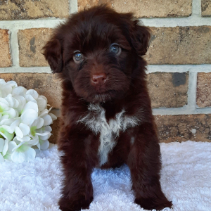 Portuguese Water Dog Puppy Angel