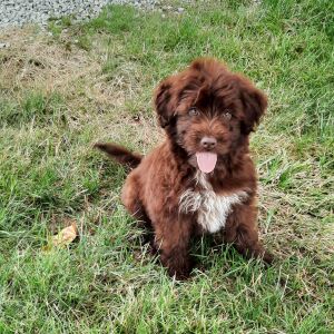 Portuguese Water Dog Puppy Angel
