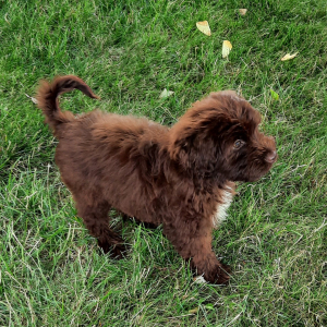 Portuguese Water Dog Puppy Angel