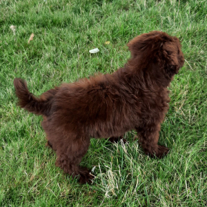 Portuguese Water Dog Puppy Angel