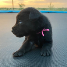 Labrador Retriever Puppy Zada
