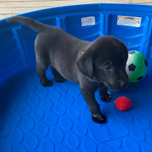 Labrador Retriever Puppy Jem