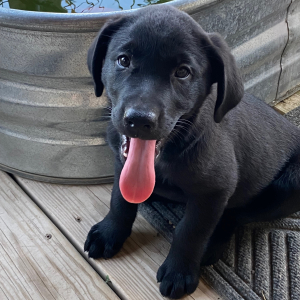 Labrador Retriever Puppy Jem