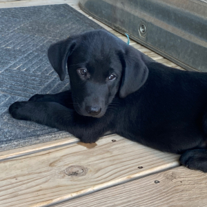 Labrador Retriever Puppy Jem