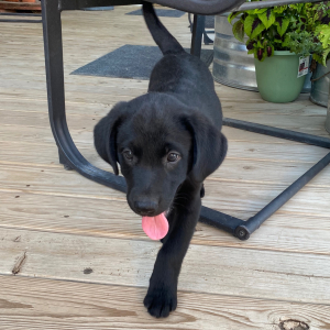 Labrador Retriever Puppy Jem