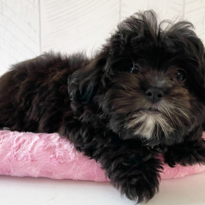 Shihpoo Puppy Prim