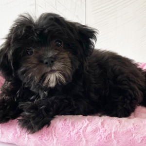 Shihpoo Puppy Prim