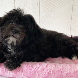 Shihpoo Puppy Prim