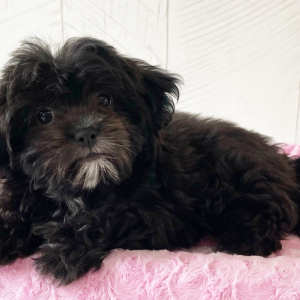 Shihpoo Puppy Prim