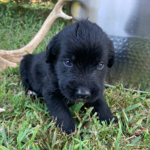 Labradoodle Puppy Blaze