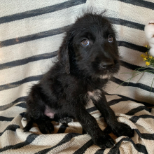 Labradoodle Puppy Blaze
