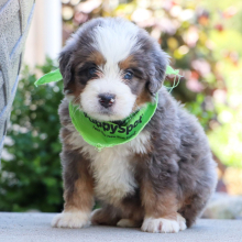 Bernedoodle Puppy Forrest