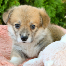 Pembroke Welsh Corgi Puppy Cass