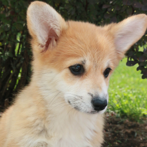 Pembroke Welsh Corgi Puppy Cass