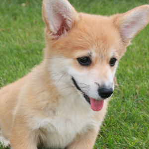 Pembroke Welsh Corgi Puppy Cass