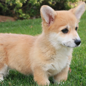 Pembroke Welsh Corgi Puppy Cass