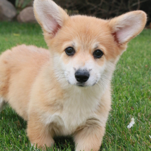 Pembroke Welsh Corgi Puppy Cass