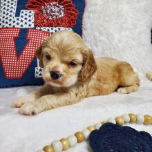 Cocker Spaniel Puppy River