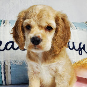 Cocker Spaniel Puppy River