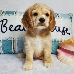 Cocker Spaniel Puppy River