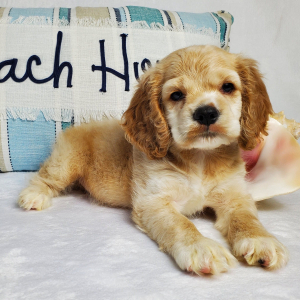 Cocker Spaniel Puppy River