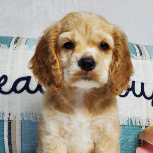Cocker Spaniel Puppy River