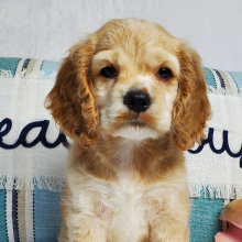 Cocker Spaniel Puppy River