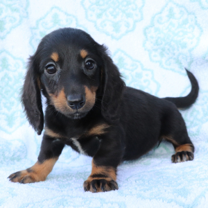 Dachshund Puppy Hazel