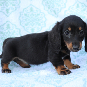 Dachshund Puppy Hazel
