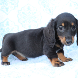Dachshund Puppy Hazel