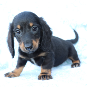 Dachshund Puppy Hazel
