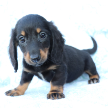 Dachshund Puppy Hazel
