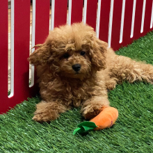 Cavapoo Puppy Madeline