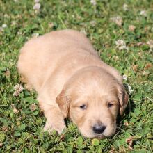 Golden Retriever Puppy Gaby