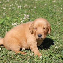 Golden Retriever Puppy Gracie
