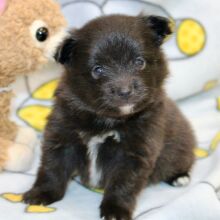 Pomeranian Puppy Luca