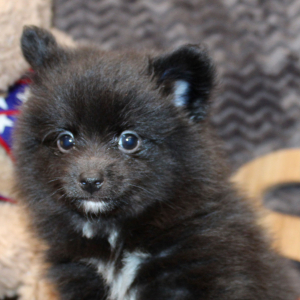 Pomeranian Puppy Luca