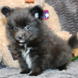 Pomeranian Puppy Luca