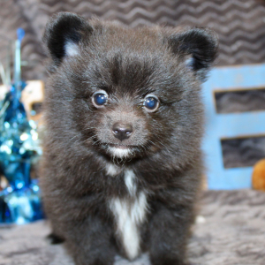 Pomeranian Puppy Luca