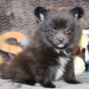 Pomeranian Puppy Luca