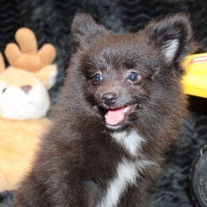 Pomeranian Puppy Luca