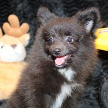 Pomeranian Puppy Luca