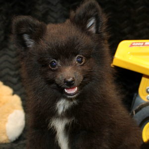 Pomeranian Puppy Luca