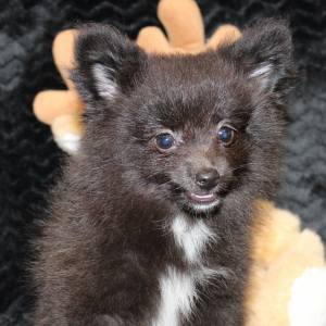 Pomeranian Puppy Luca