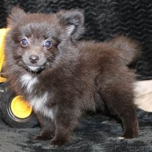 Pomeranian Puppy Luca