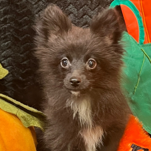 Pomeranian Puppy Luca