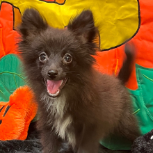 Pomeranian Puppy Luca