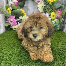 Shihpoo Puppy Darla