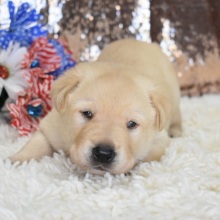 Labrador Retriever Puppy Rufus