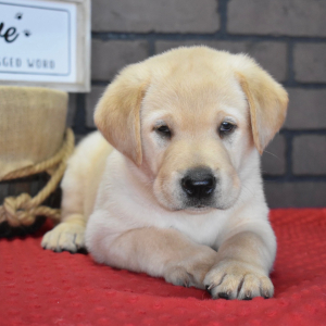 Labrador Retriever Puppy Rufus